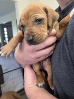 Rhodesian Rodgeback puppy , a female Rhodesian Ridgeback for sale in Charleston, WV – Photo 3 of 5