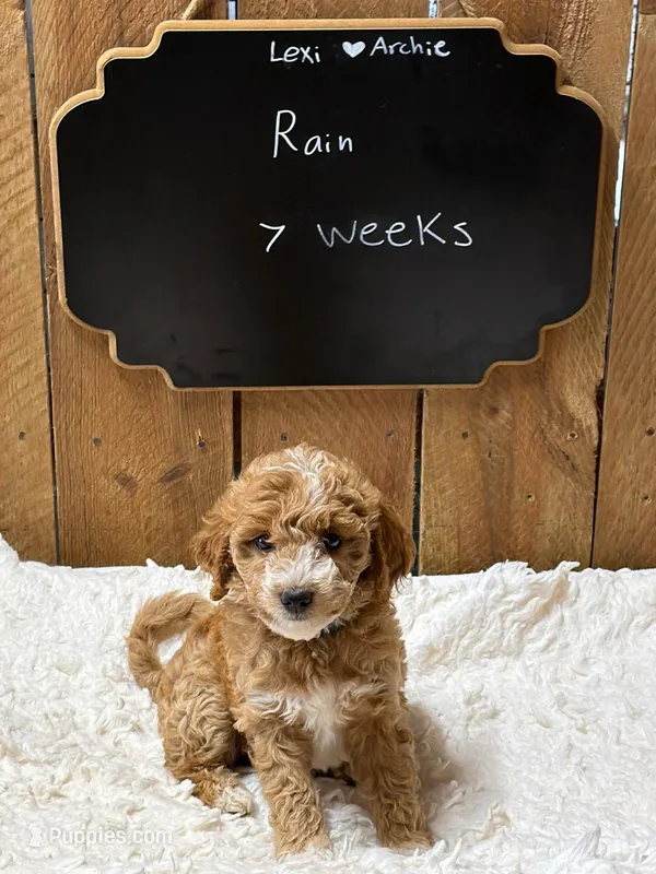 Rain – Goldendoodle puppy for sale in West Manchester, OH