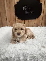 Milo, a male Goldendoodle for sale in West Manchester, OH – Photo 3 of 3
