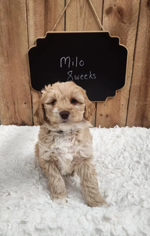 Milo, a male Goldendoodle for sale in West Manchester, OH – Photo 1 of 3