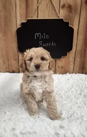 Milo, a male Goldendoodle for sale in West Manchester, OH – Photo 1 of 3