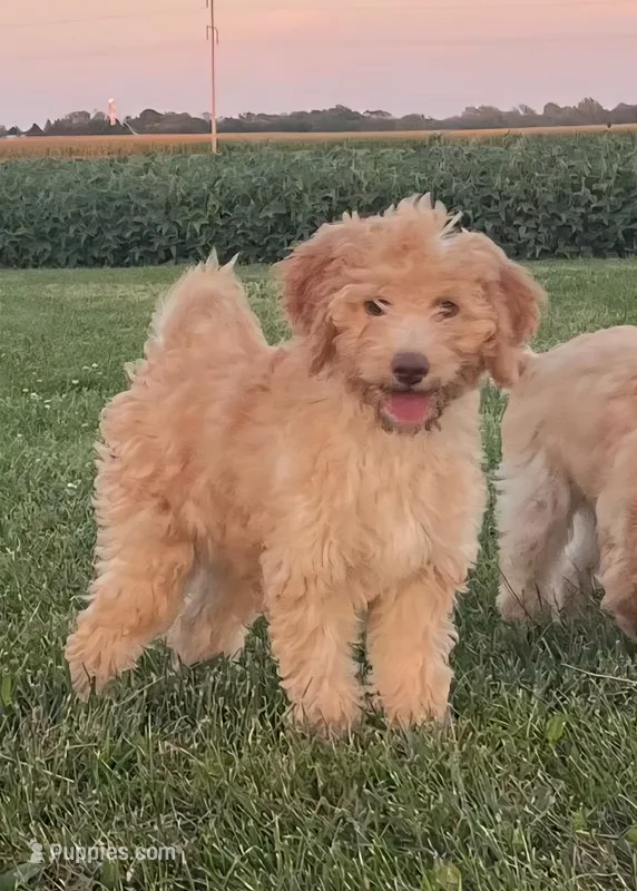 Winnie – Goldendoodle puppy for sale in West Manchester, OH