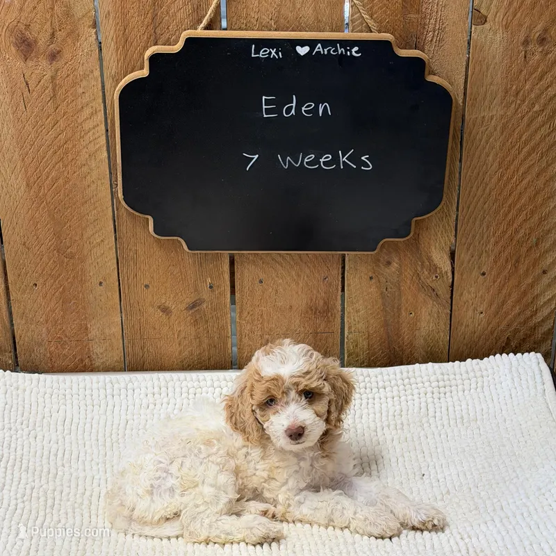 Eden – Goldendoodle puppy for sale in West Manchester, OH