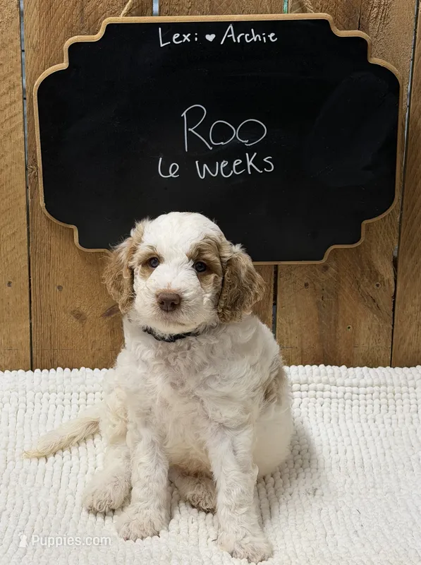 Roo – Goldendoodle puppy for sale in West Manchester, OH