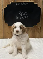 Roo, a male Goldendoodle for sale in West Manchester, OH – 1 of 1