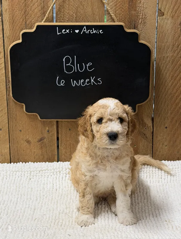 Blue – Goldendoodle puppy for sale in West Manchester, OH