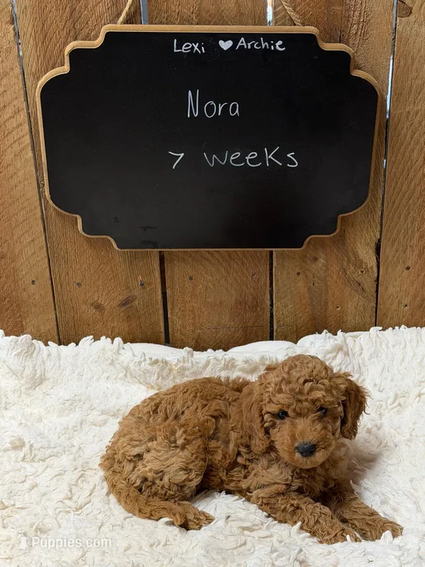 Nora – Goldendoodle puppy for sale in West Manchester, OH