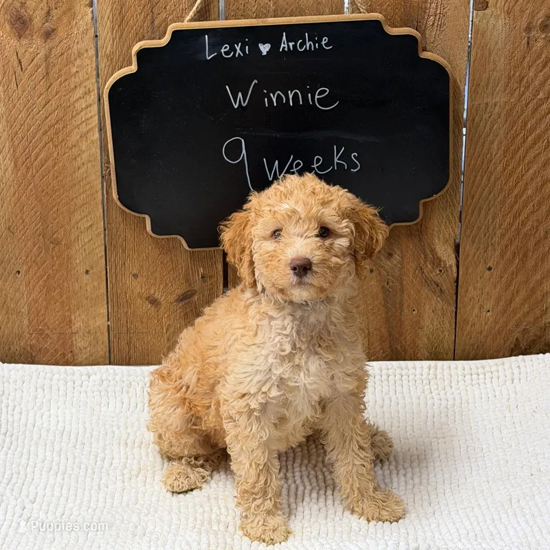 Winnie – Goldendoodle puppy for sale in West Manchester, OH