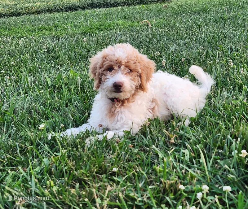 Eden – Goldendoodle puppy for sale in West Manchester, OH