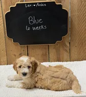 Blue, a male Goldendoodle for sale in West Manchester, OH – 2 of 2