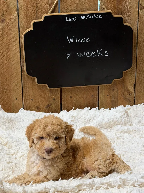 Winnie – Goldendoodle puppy for sale in West Manchester, OH