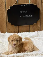 Winnie, a male Goldendoodle for sale in West Manchester, OH – 1 of 2