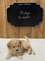 Midge, a female Goldendoodle for sale in West Manchester, OH – 2 of 2
