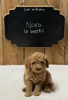 Nora, a female Goldendoodle for sale in West Manchester, OH – 2 of 2
