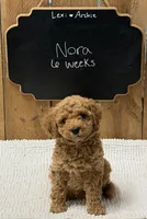 Nora, a female Goldendoodle for sale in West Manchester, OH – 1 of 2