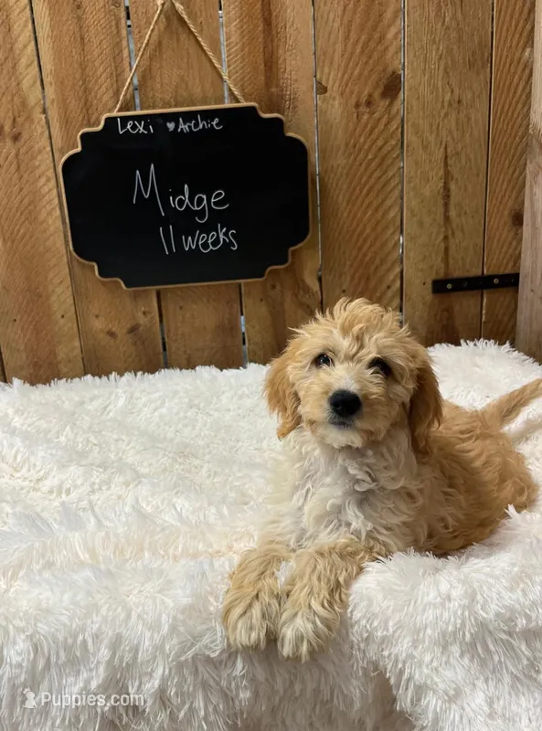 Midge – Goldendoodle puppy for sale in West Manchester, OH