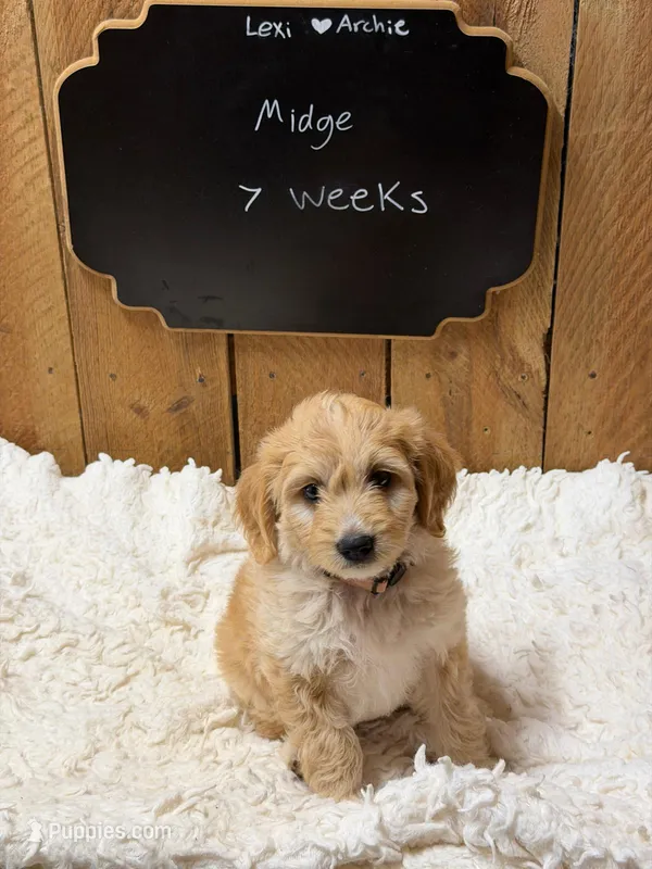 Midge – Goldendoodle puppy for sale in West Manchester, OH