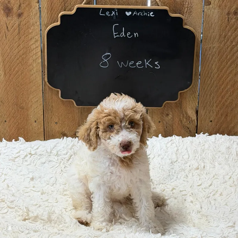 Eden – Goldendoodle puppy for sale in West Manchester, OH