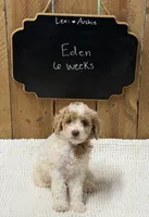 Eden, a female Goldendoodle for sale in West Manchester, OH – 1 of 1