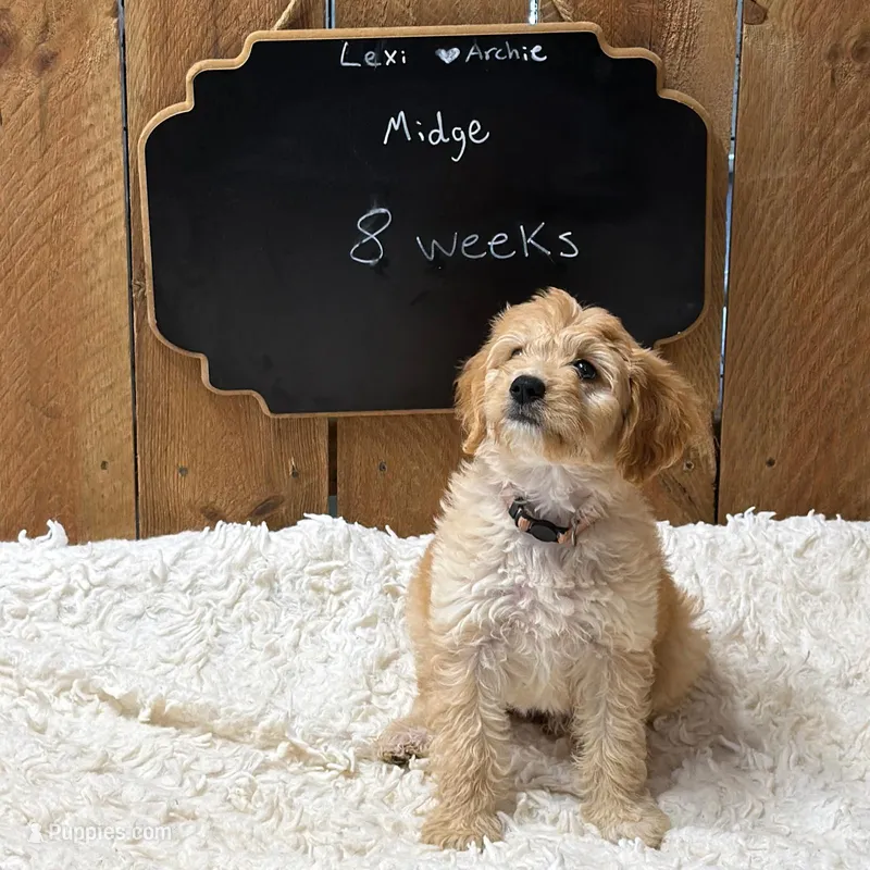 Midge – Goldendoodle puppy for sale in West Manchester, OH
