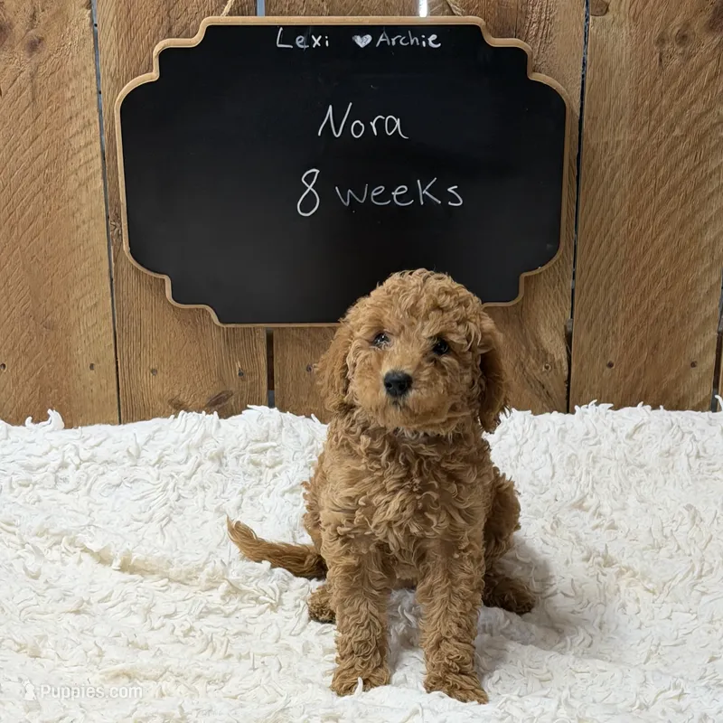 Nora – Goldendoodle puppy for sale in West Manchester, OH