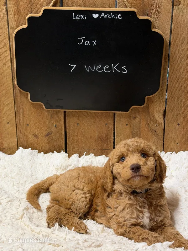 Jax – Goldendoodle puppy for sale in West Manchester, OH