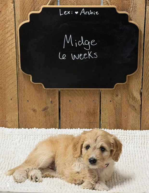 Midge – Goldendoodle puppy for sale in West Manchester, OH
