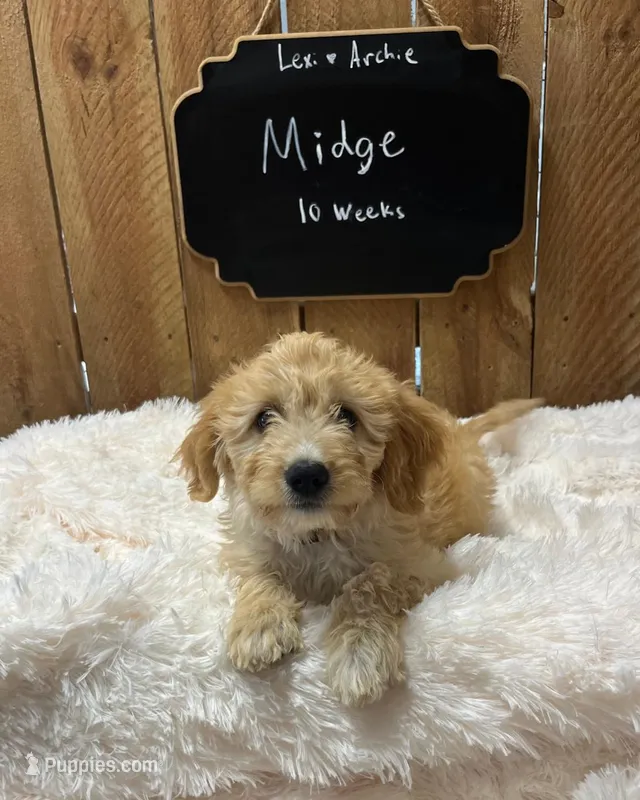 Midge – Goldendoodle puppy for sale in West Manchester, OH
