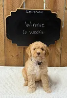 Winnie, a male Goldendoodle for sale in West Manchester, OH – 2 of 2