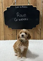 Rain, a female Goldendoodle for sale in West Manchester, OH – 2 of 2