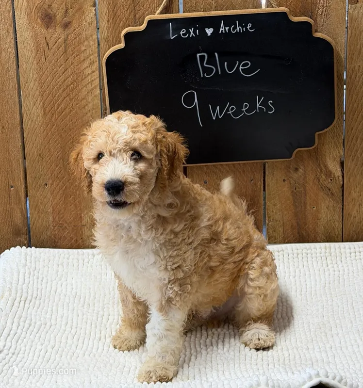 Blue – Goldendoodle puppy for sale in West Manchester, OH