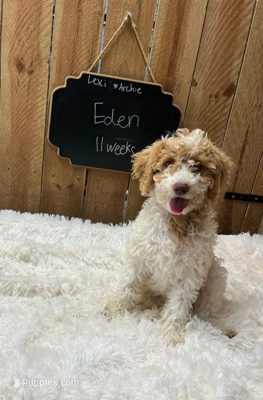 Eden – Goldendoodle puppy for sale in West Manchester, OH
