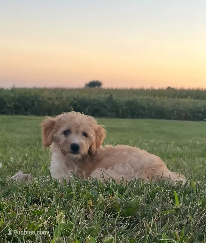 Midge – Goldendoodle puppy for sale in West Manchester, OH