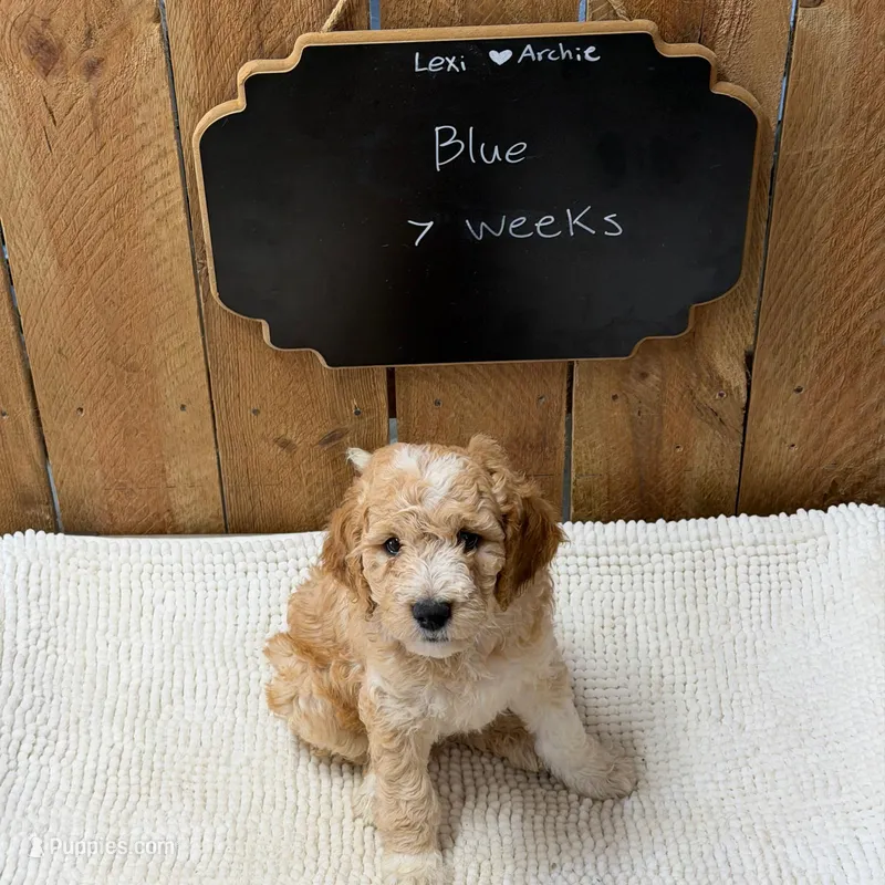 Blue – Goldendoodle puppy for sale in West Manchester, OH