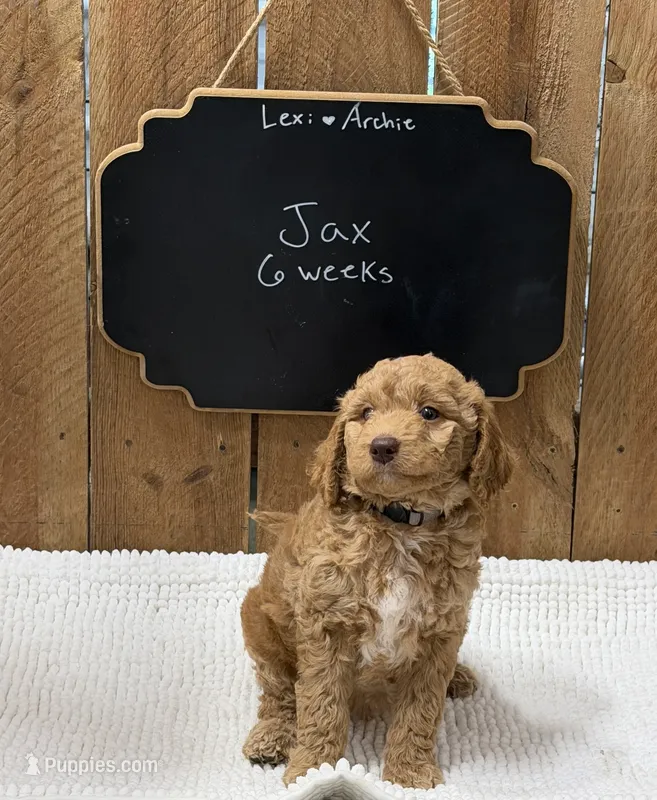 Jax – Goldendoodle puppy for sale in West Manchester, OH