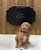 Jax, a male Goldendoodle for sale in West Manchester, OH – 1 of 1