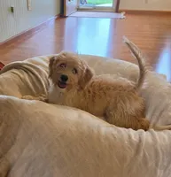 Midge, a female Goldendoodle for sale in West Manchester, OH – 2 of 3