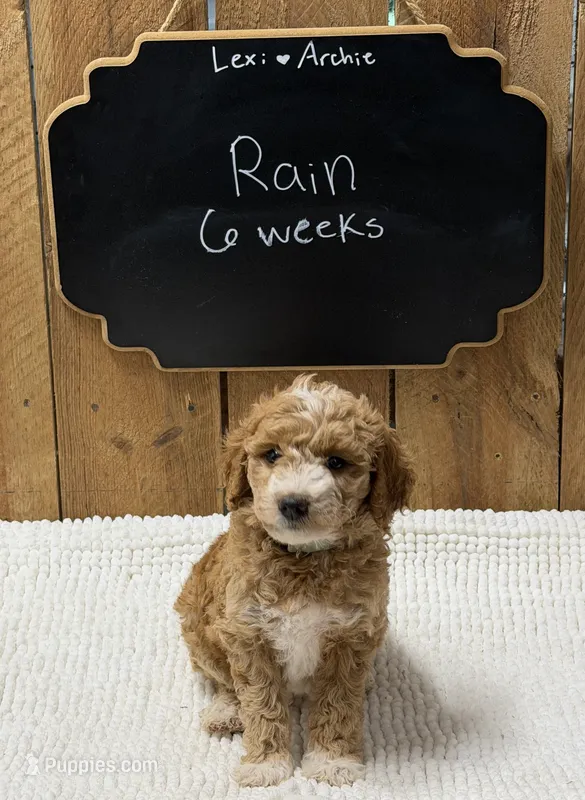 Rain – Goldendoodle puppy for sale in West Manchester, OH