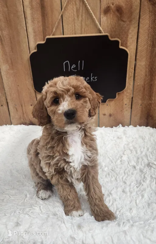 Nell, a female Goldendoodle for sale in West Manchester, OH – Photo 1 of 4