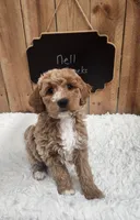 Nell, a female Goldendoodle for sale in West Manchester, OH – Photo 1 of 4