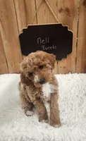 Nell, a female Goldendoodle for sale in West Manchester, OH – Photo 4 of 4