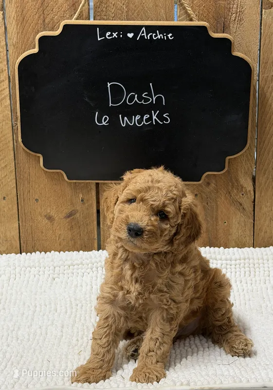 Dash – Goldendoodle puppy for sale in West Manchester, OH