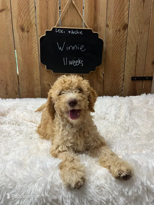 Winnie – Goldendoodle puppy for sale in West Manchester, OH