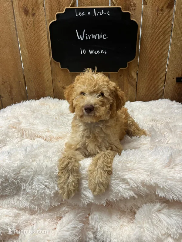 Winnie – Goldendoodle puppy for sale in West Manchester, OH