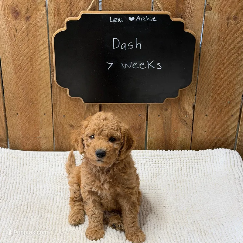 Dash – Goldendoodle puppy for sale in West Manchester, OH