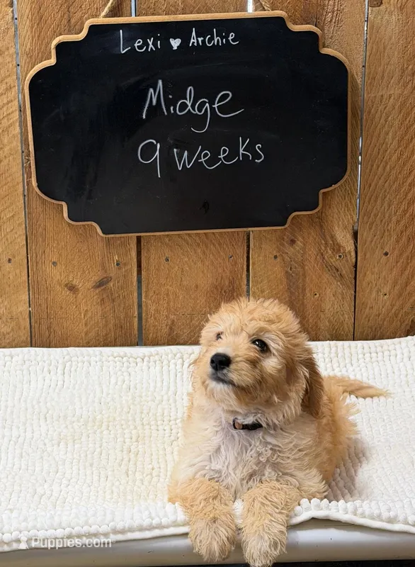 Midge – Goldendoodle puppy for sale in West Manchester, OH