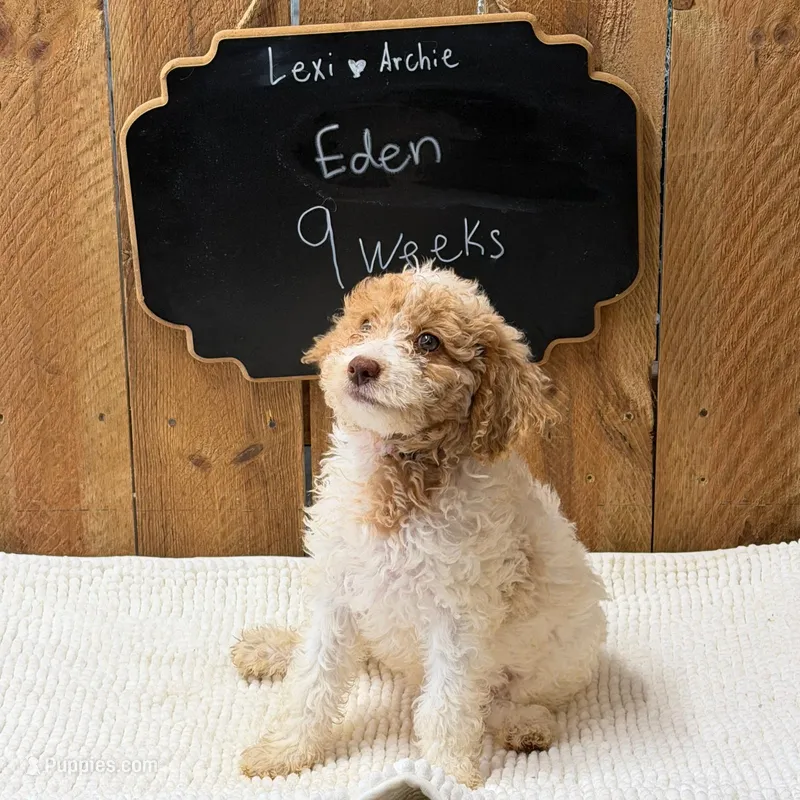 Eden – Goldendoodle puppy for sale in West Manchester, OH