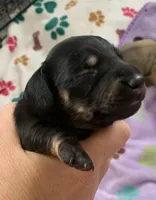 DNA/OFA Male black & cream , a male Miniature Dachshund for sale in Bethany, CT – 1 of 3