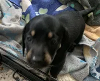 Male black & tan smooth coat , a male Miniature Dachshund for sale in Bethany, CT – 2 of 5