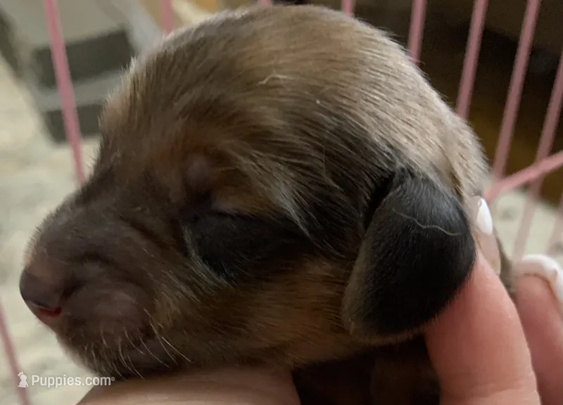 Shaded red longhair male  – Miniature Dachshund puppy for sale in Bethany, CT